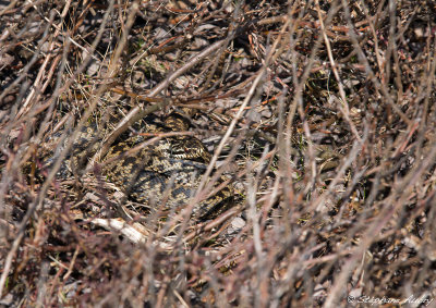 Vipère péliade, Vipera berus berus