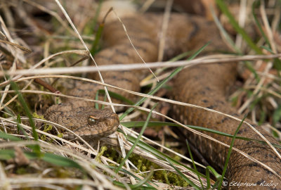 Vipre aspic, Vipera aspis aspis