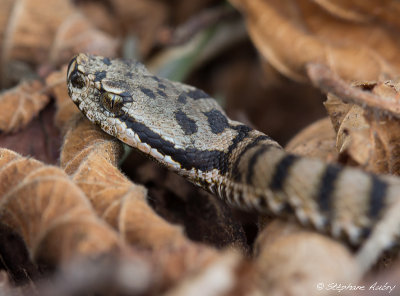 Vipera aspis, 04-05.04.13