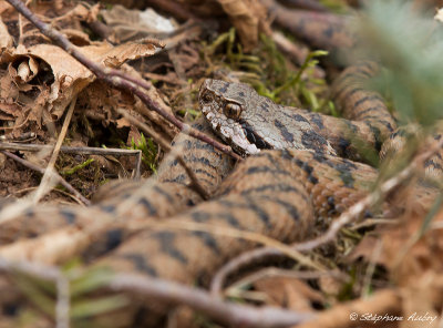 Vipère aspic, Vipera aspis aspis