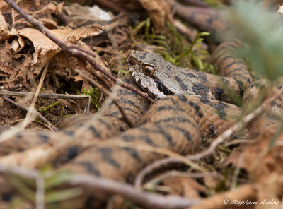 Vipre aspic, Vipera aspis aspis