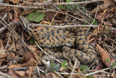 Vipre aspic, Vipera aspis aspis