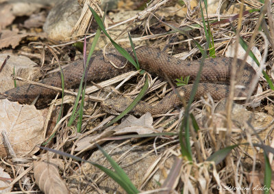 Vipère aspic, Vipera aspis aspis