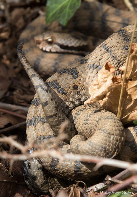 Vipre aspic, Vipera aspis aspis