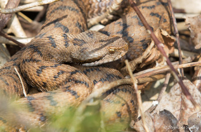 Vipre aspic, Vipera aspis aspis