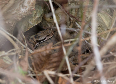 Vipre aspic, Vipera aspis aspis