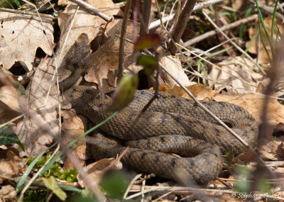 Vipère aspic, Vipera aspis aspis