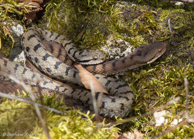 Vipre aspic, Vipera aspis aspis