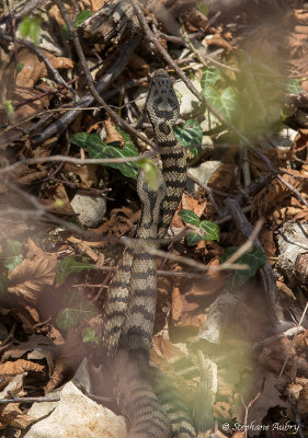 Vipère aspic, Vipera aspis aspis