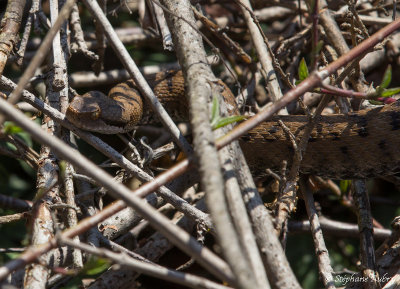 Vipère aspic, Vipera aspis aspis