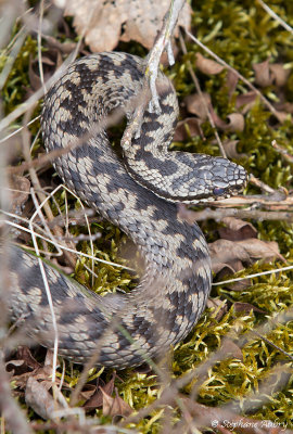 Vipre pliade, Vipera berus berus