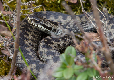 Vipre pliade, Vipera berus berus