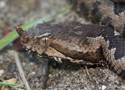 Vipre ammodyte, Vipera ammodytes ammodytes