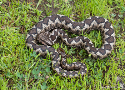 Vipre ammodyte, Vipera ammodytes ammodytes