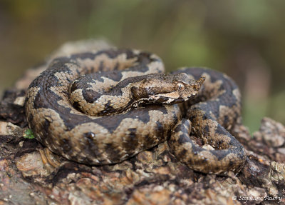 Vipre ammodyte, Vipera ammodytes ammodytes