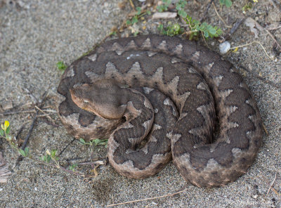 Vipre ammodyte, Vipera ammodytes ammodytes