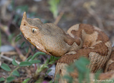 Vipre ammodyte, Vipera ammodytes ammodytes