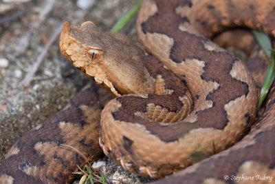 Vipre ammodyte, Vipera ammodytes ammodytes