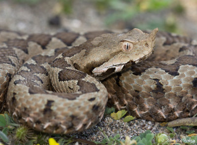 Vipre ammodyte, Vipera ammodytes ammodytes