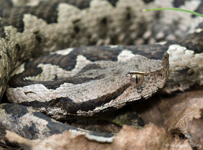 Vipre ammodyte, Vipera ammodytes ammodytes