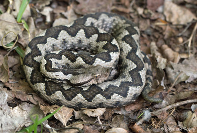 Vipre ammodyte, Vipera ammodytes ammodytes