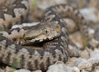 Vipre ammodyte, Vipera ammodytes ammodytes