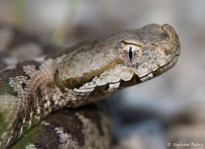 Vipre ammodyte, Vipera ammodytes ammodytes