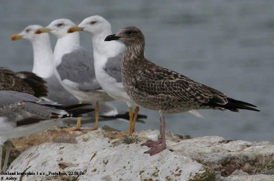 Goéland leucophée, Larus michahellis