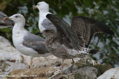Goéland leucophée, Larus michahellis