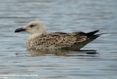 Goéland leucophée, Larus michahellis
