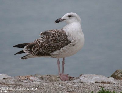 Goland marin, Larus marinus