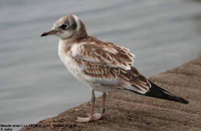 Mouette rieuse, Larus ridibundus