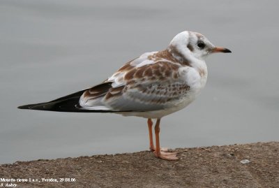 Mouette rieuse, Larus ridibundus