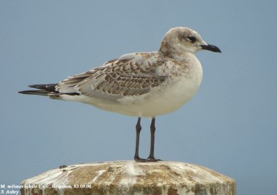 Mouette mélanocéphale, Larus melanocephalus