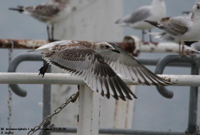 Mouette mélanocéphale, Larus melanocephalus