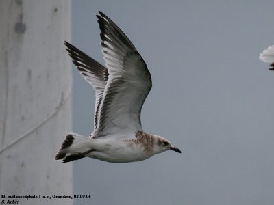 Mouette mélanocéphale, Larus melanocephalus