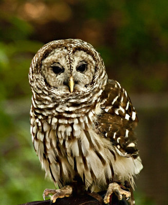 Wise Owl