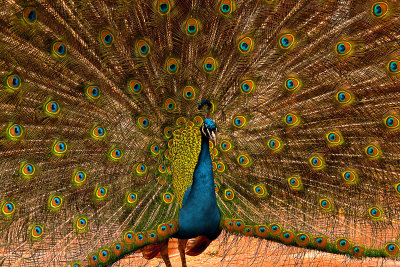 Peacock