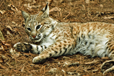 Bobcat