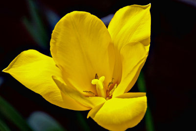 Spring Yellow Bell