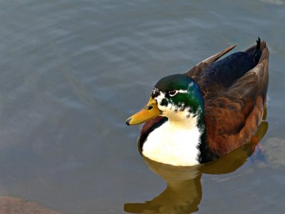 Wild Duck