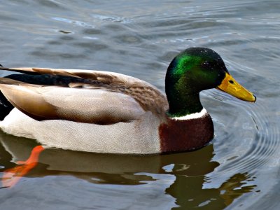 Leica Duck