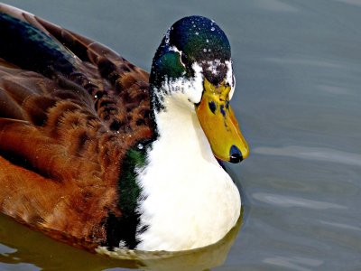 New Camera, Another Duck