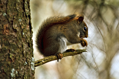 Squirrel in Tree