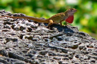 Tree Lizard