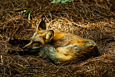 Sleeping Fox