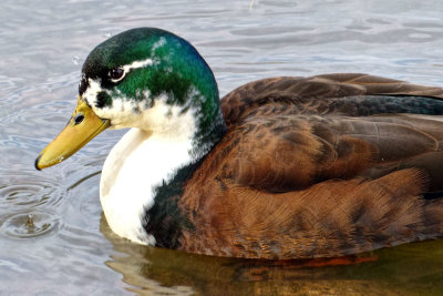 Winter Duck