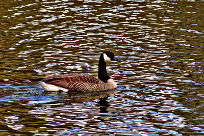 No Ugly Duckling