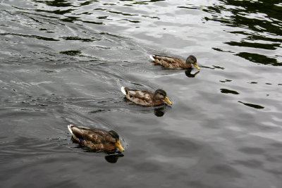 Ducks.jpg