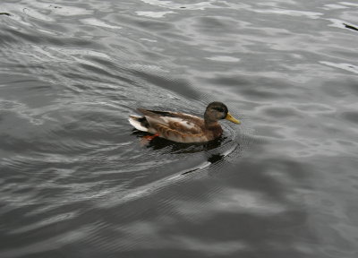 Duck.jpg